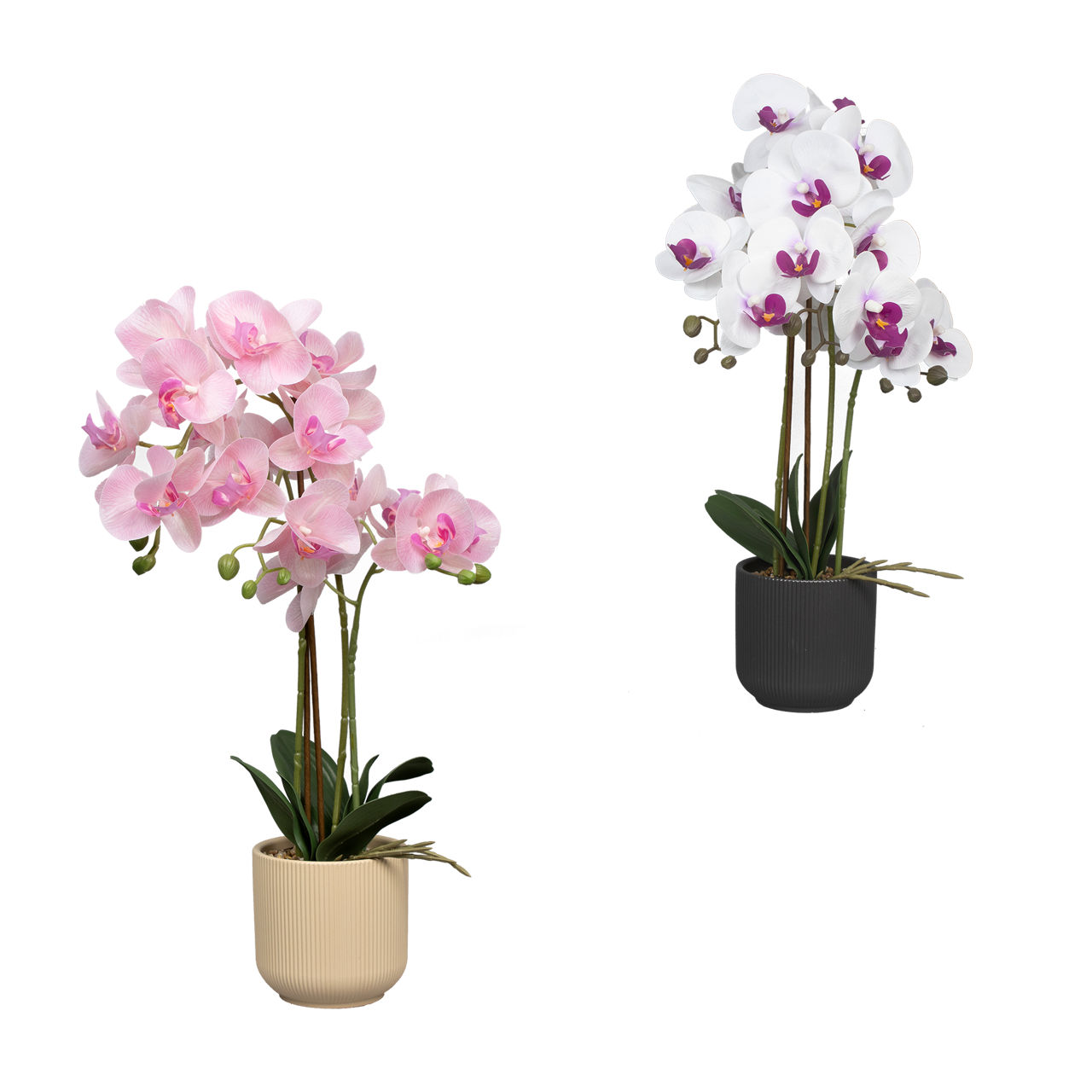 Naturgetreue Orchidee