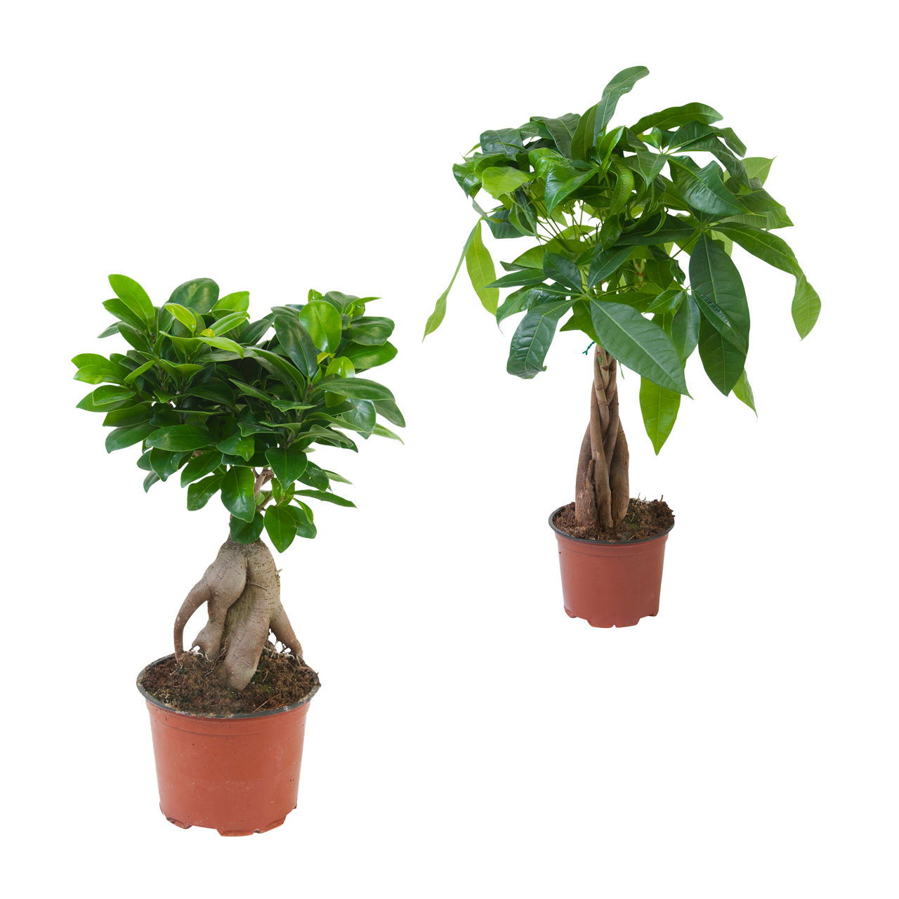 Ficus Ginseng / Pachira