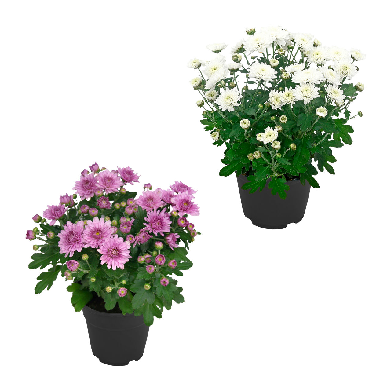 Chrysantheme