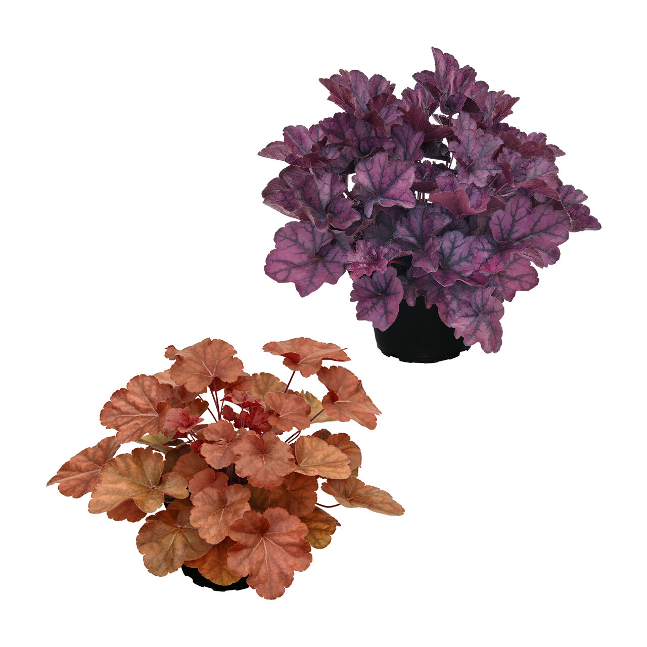 Heuchera