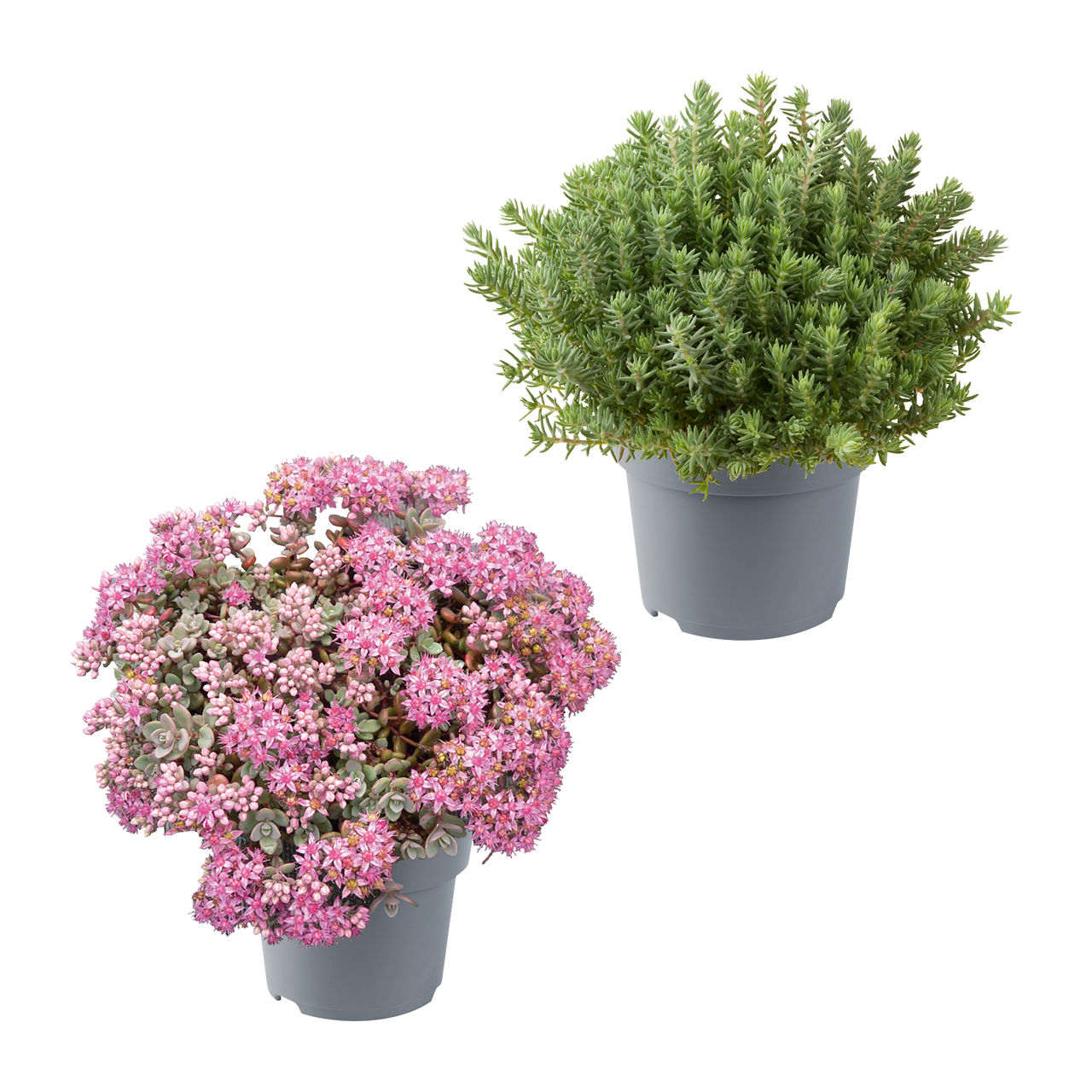 Sedum-Mix