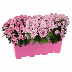 Pink Perfect Chrysanthemen-Trio Balkonkasten