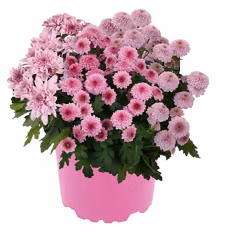 Pink Perfect Chrysanthemen Trio