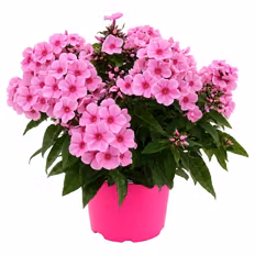 Pink Perfect Phlox Mix