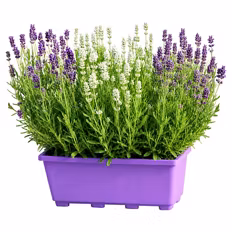 Lavendel Duo im Balkonkasten