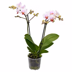 Verfügbar ab 03.09.2026 GARDENLINE Orchideen