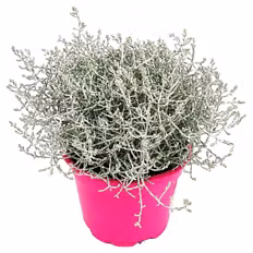 Beetpflanzen Pink Perfect, Calocephalus