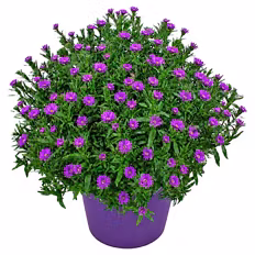 Herbst-Aster, Pink