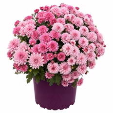 Chrysanthemen Duo, Pink-Rosa
