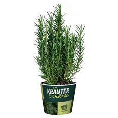 Verfügbar ab 03.09.2026 GARDENLINE Frische Kräuter, Rosmarin