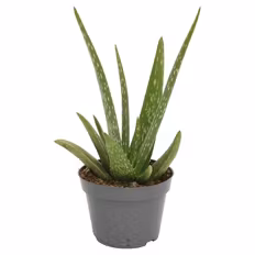 Verfügbar ab 03.09.2026 GARDENLINE Gardenline, Grünpflanzen Mix Aloe