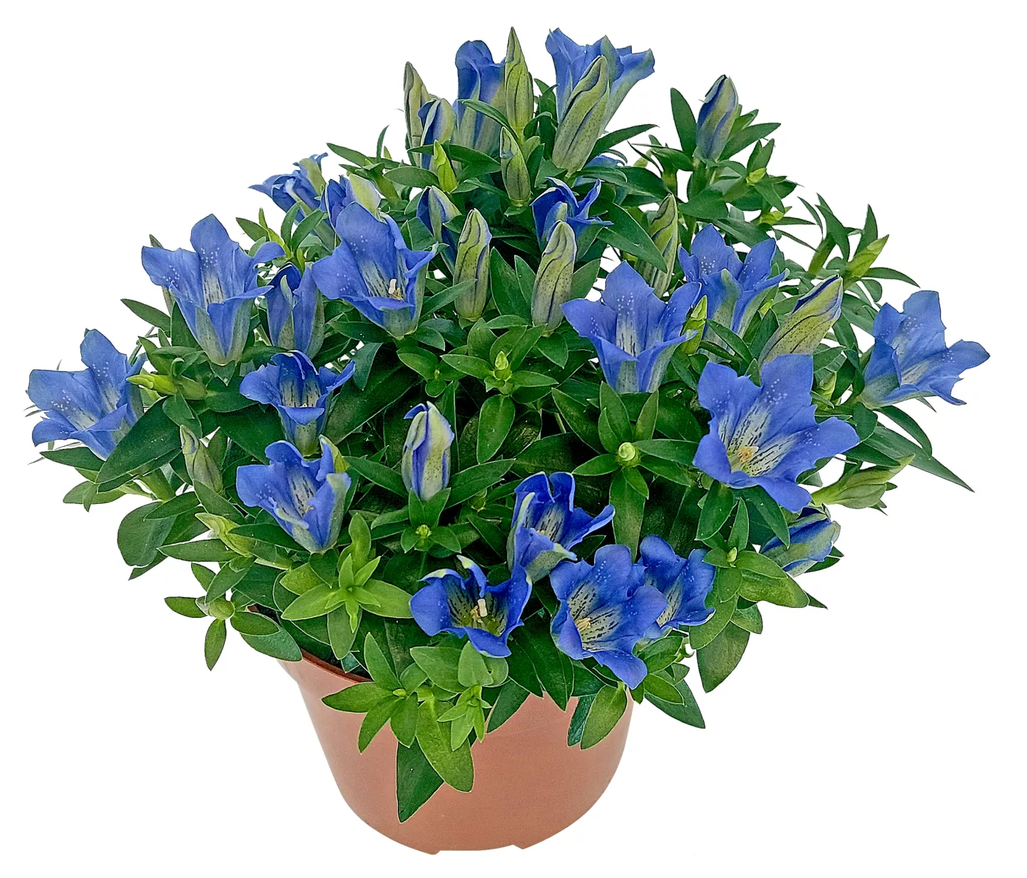 Gartenpflanze