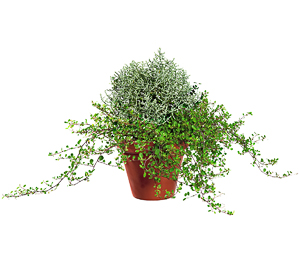 Gartenpflanze