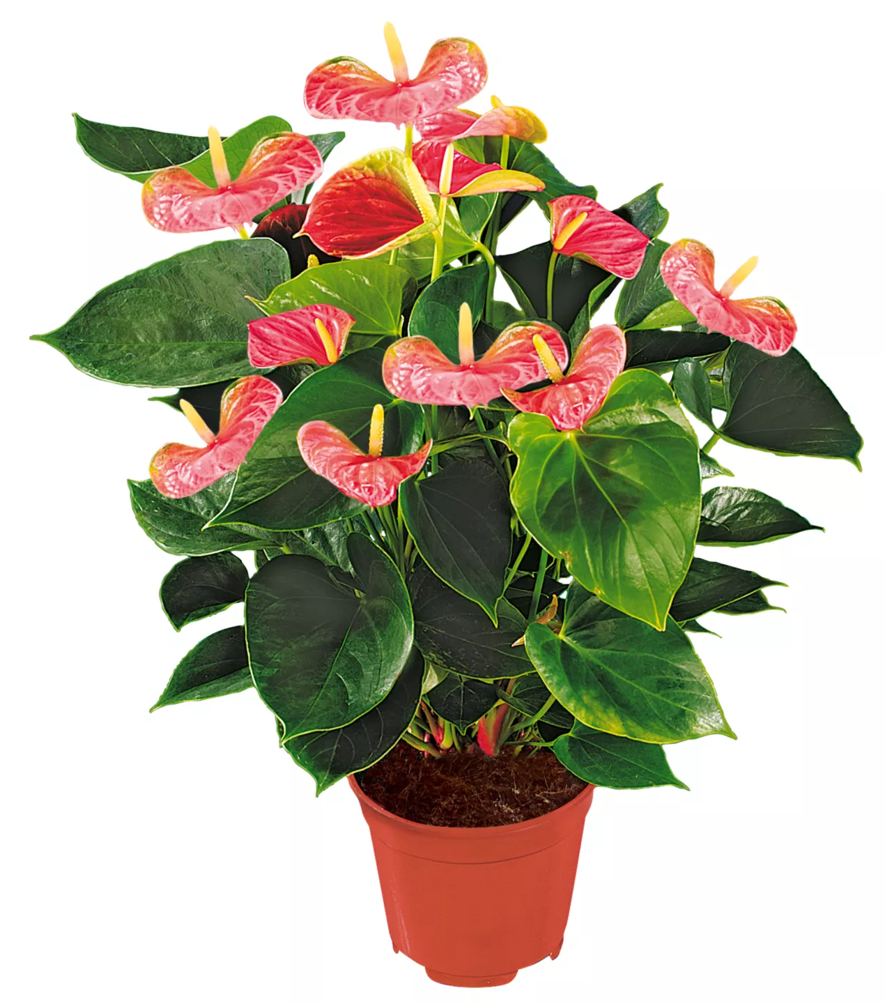 Flamingoblume