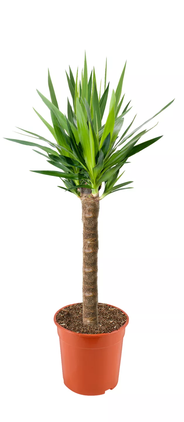 Grünpflanze XXL
