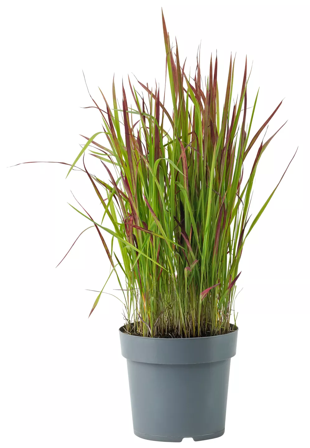 Gartenpflanze