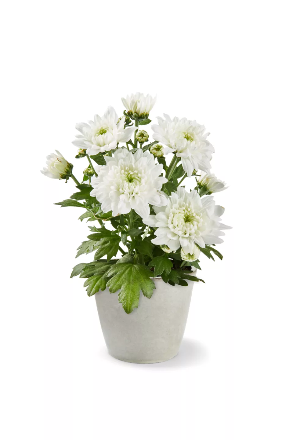 Chrysanthemen