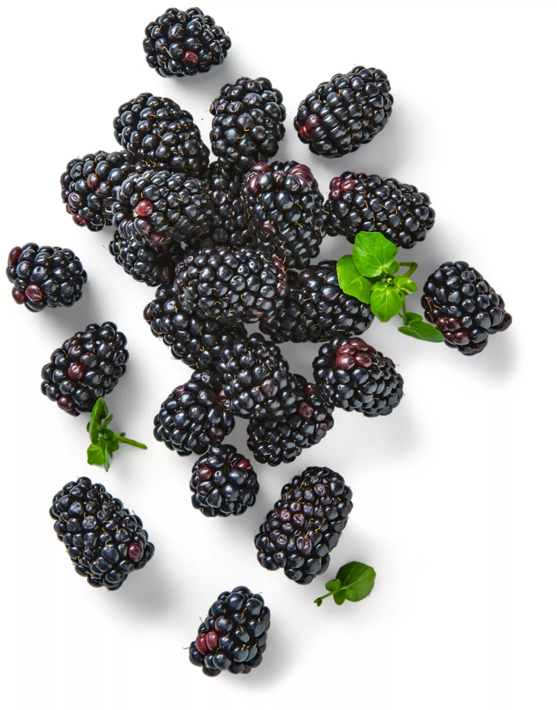 Portug./belg. Brombeeren