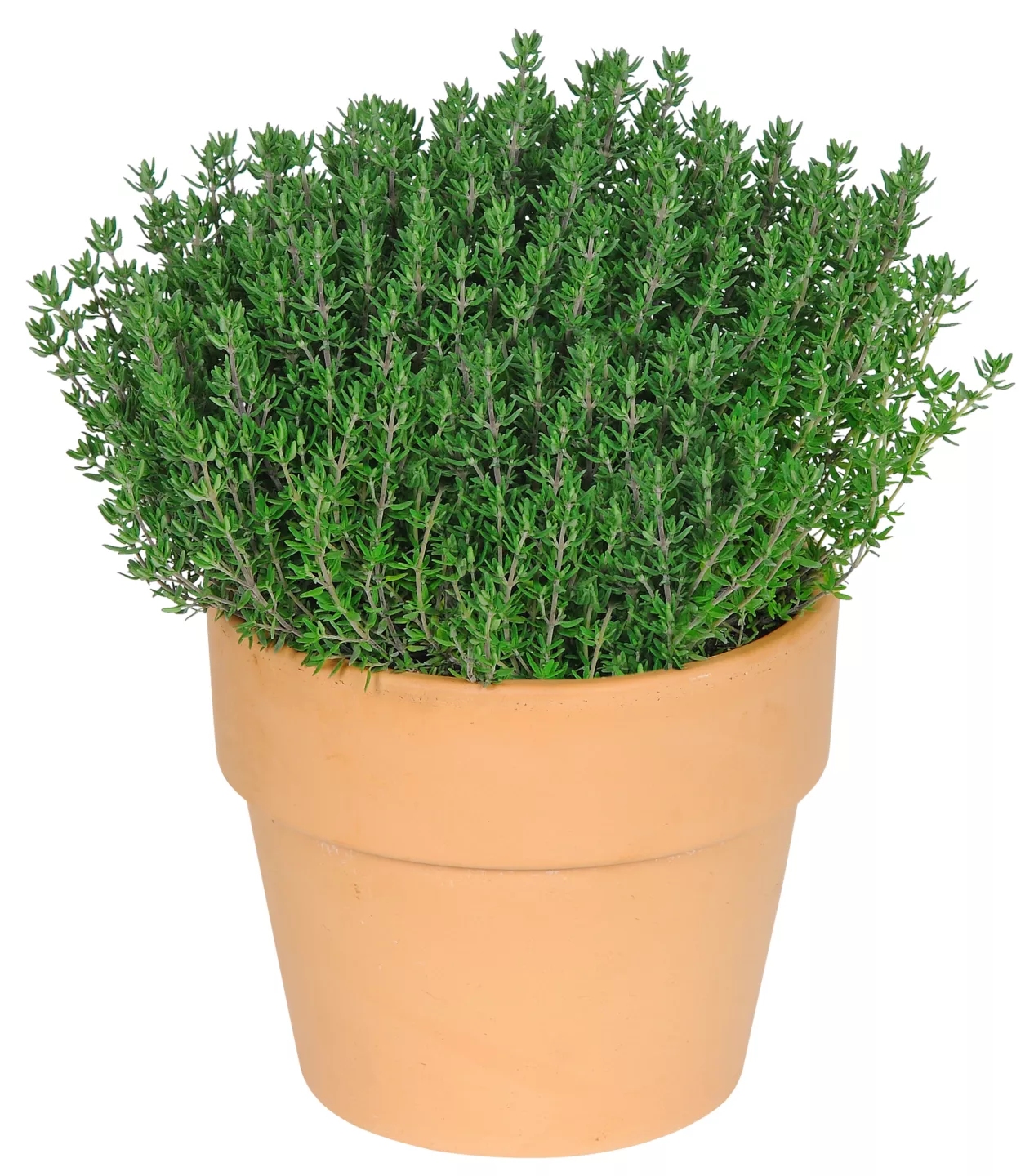 Ital. Kräuter in Terrakotta