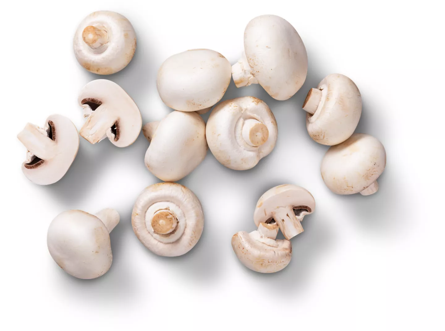 Poln./dtsch. Kulturchampignons, weiß
