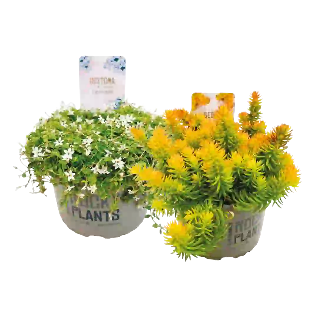 Calluna „Beauty Ladies“