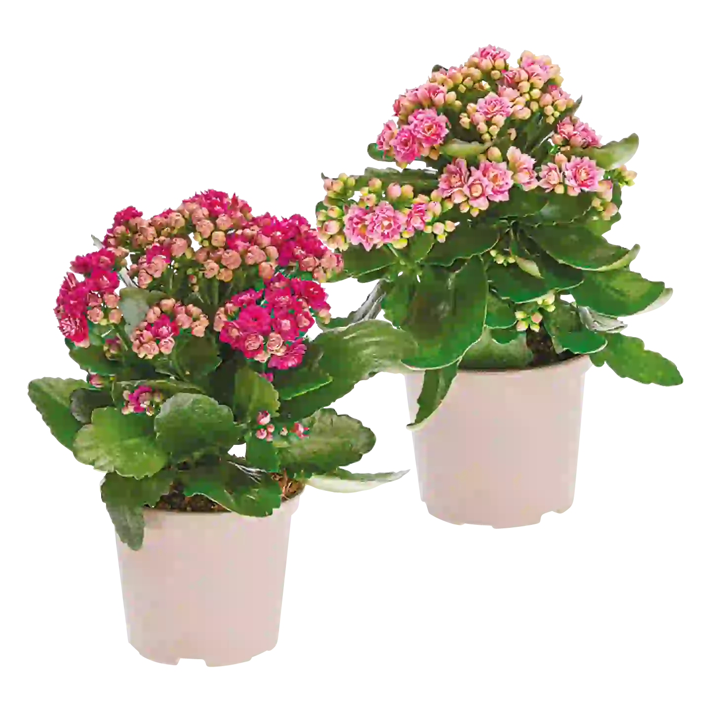 Chrysanthemen oder Astern