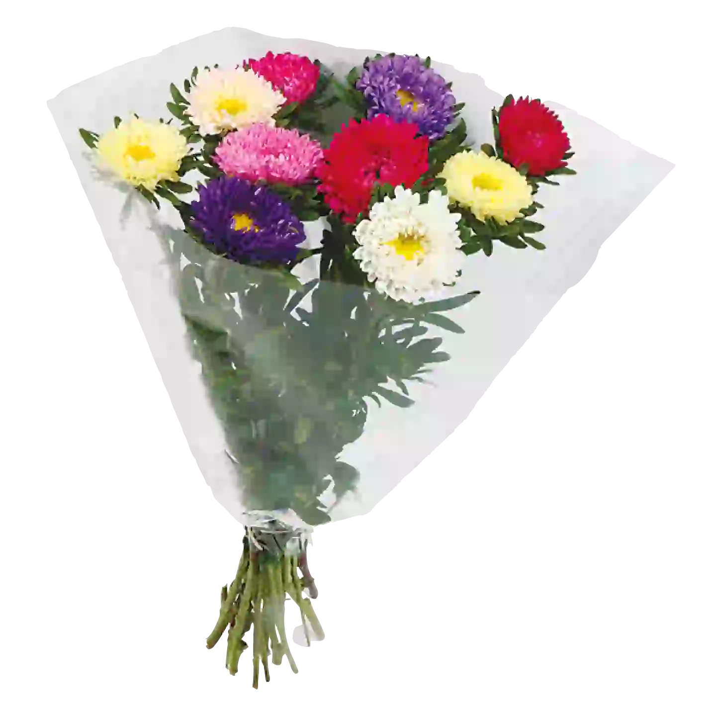 Kalanchoe