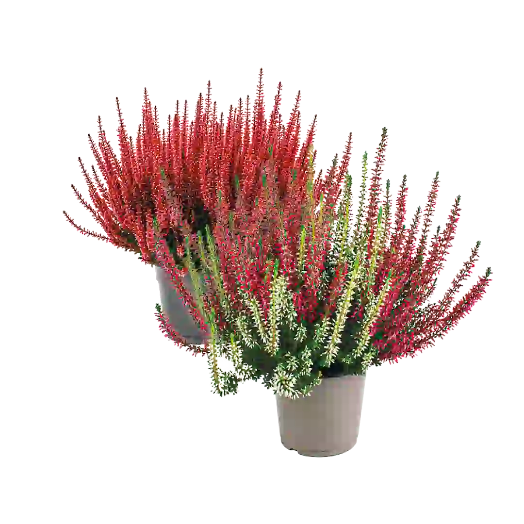 XXL Sedum