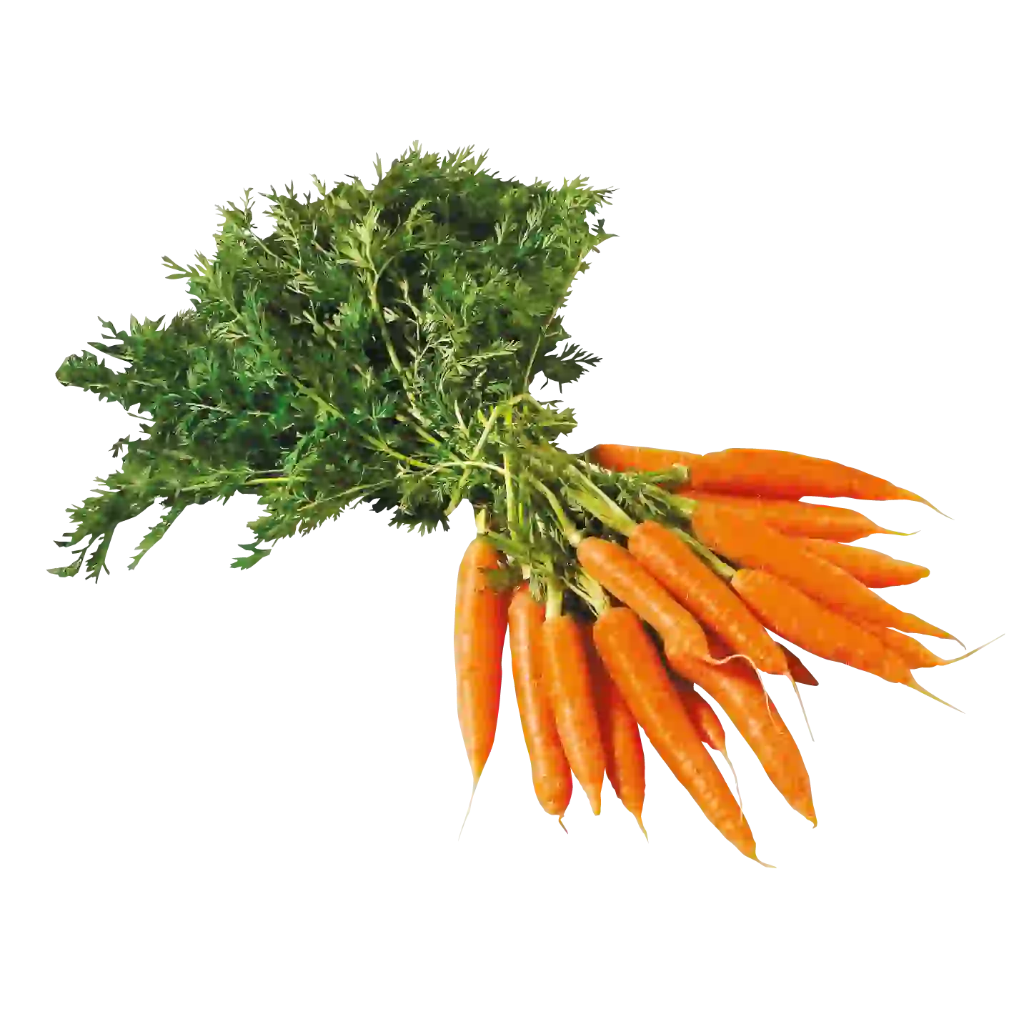 Deutscher Kohlrabi