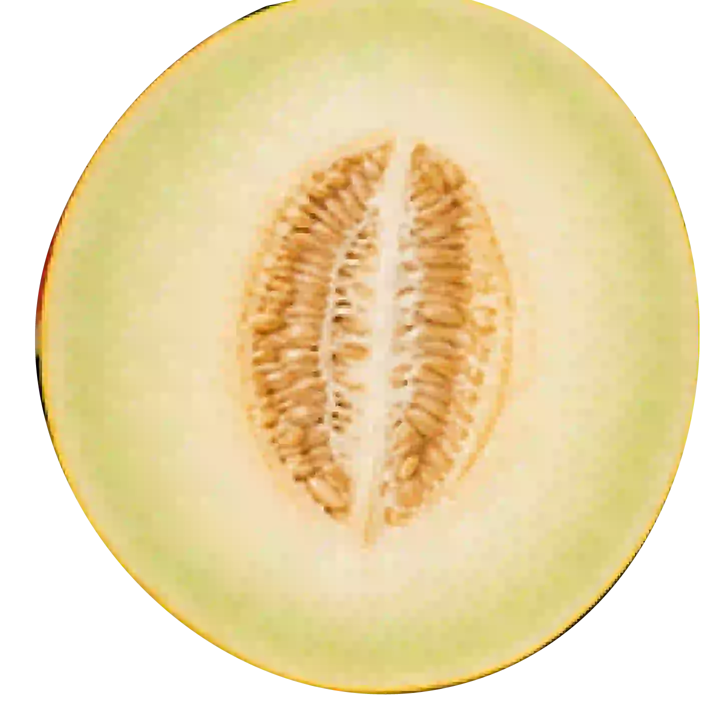 Miniwassermelone