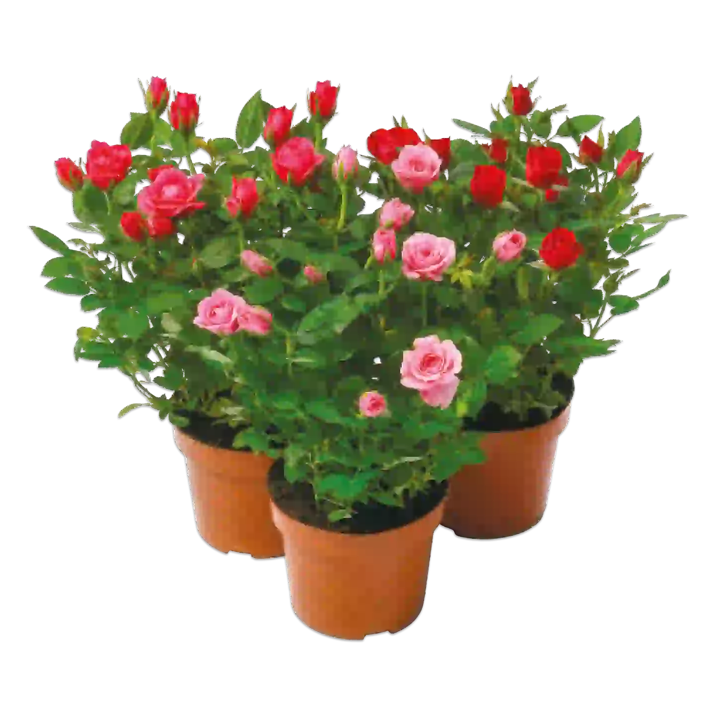 Sedum