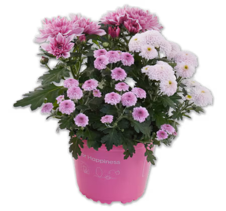 Chrysanthemen-Trio*