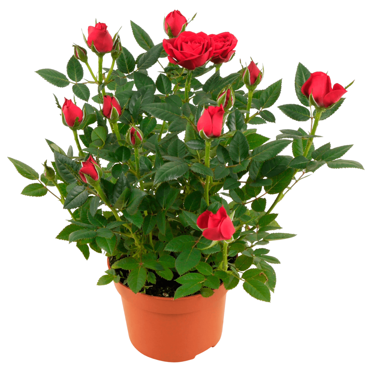 Topfrose