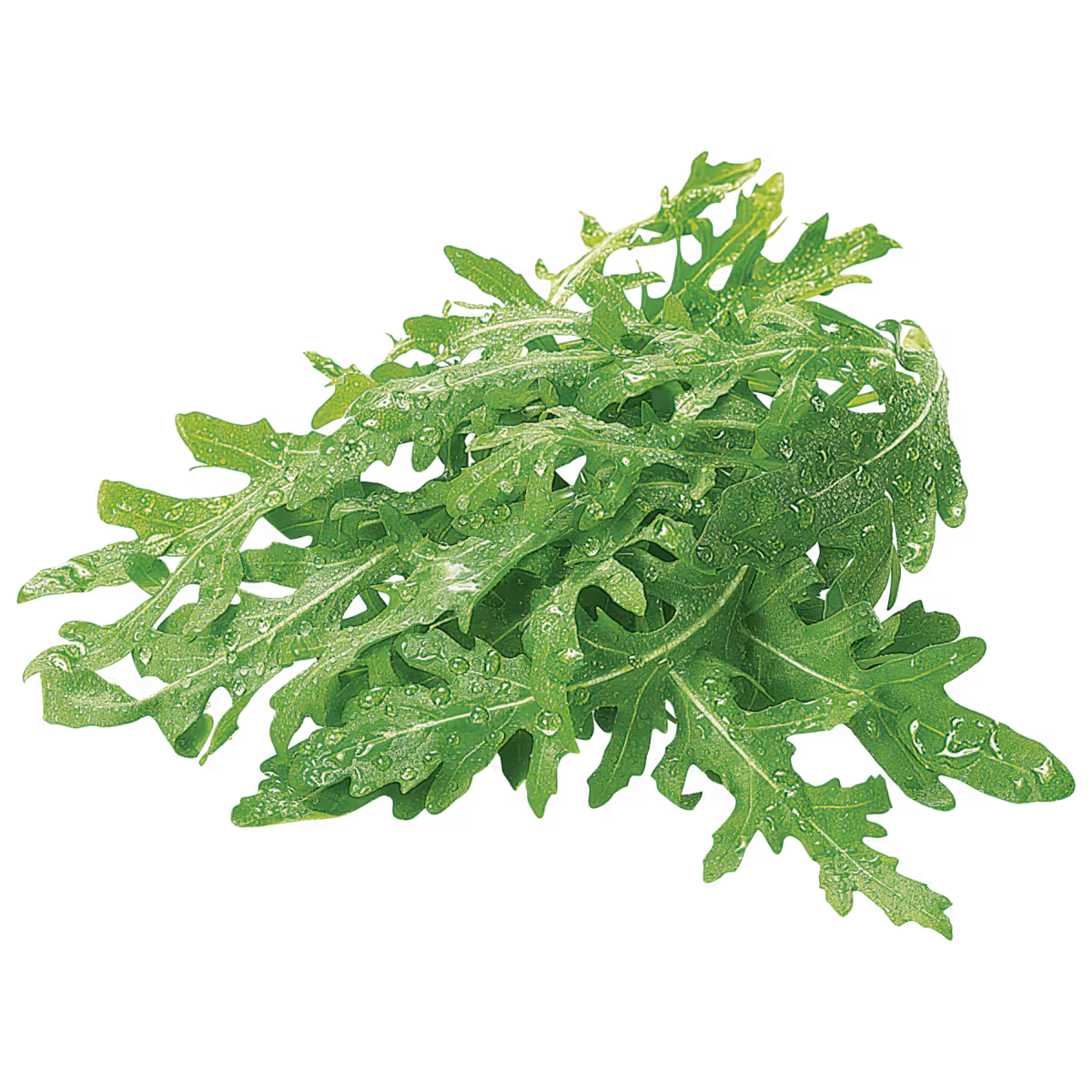 Rucola