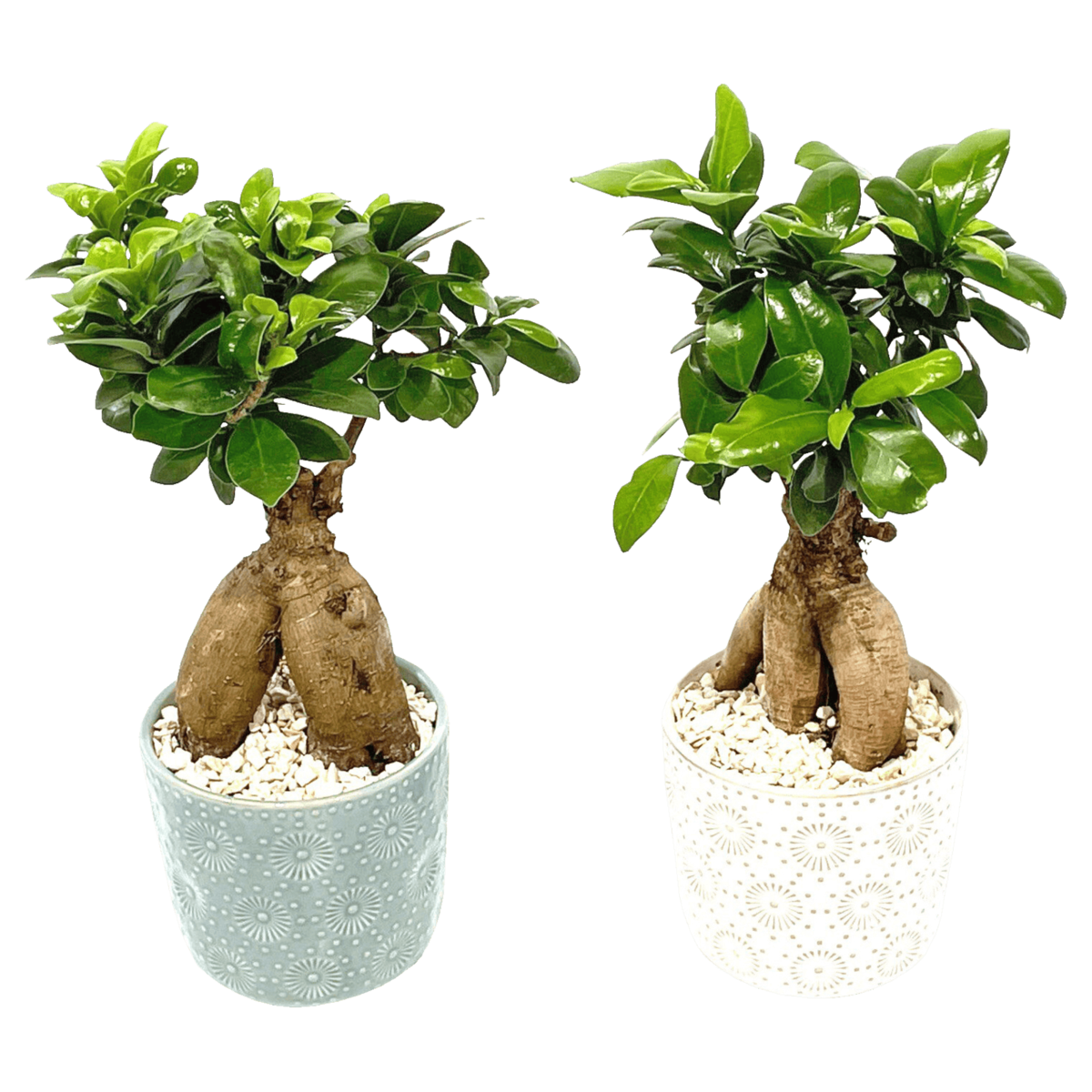 Ginseng Bonsai »Pure Balance«