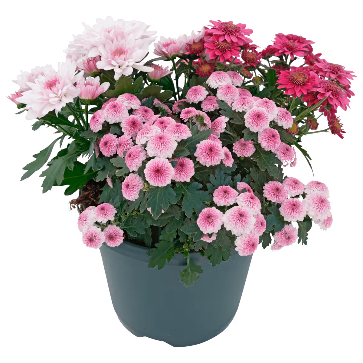 Chrysantheme Trio »Pink Cadillac«